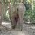 das soll Elefante-Trecking sein, wir zu Fuss das Tier hinterher